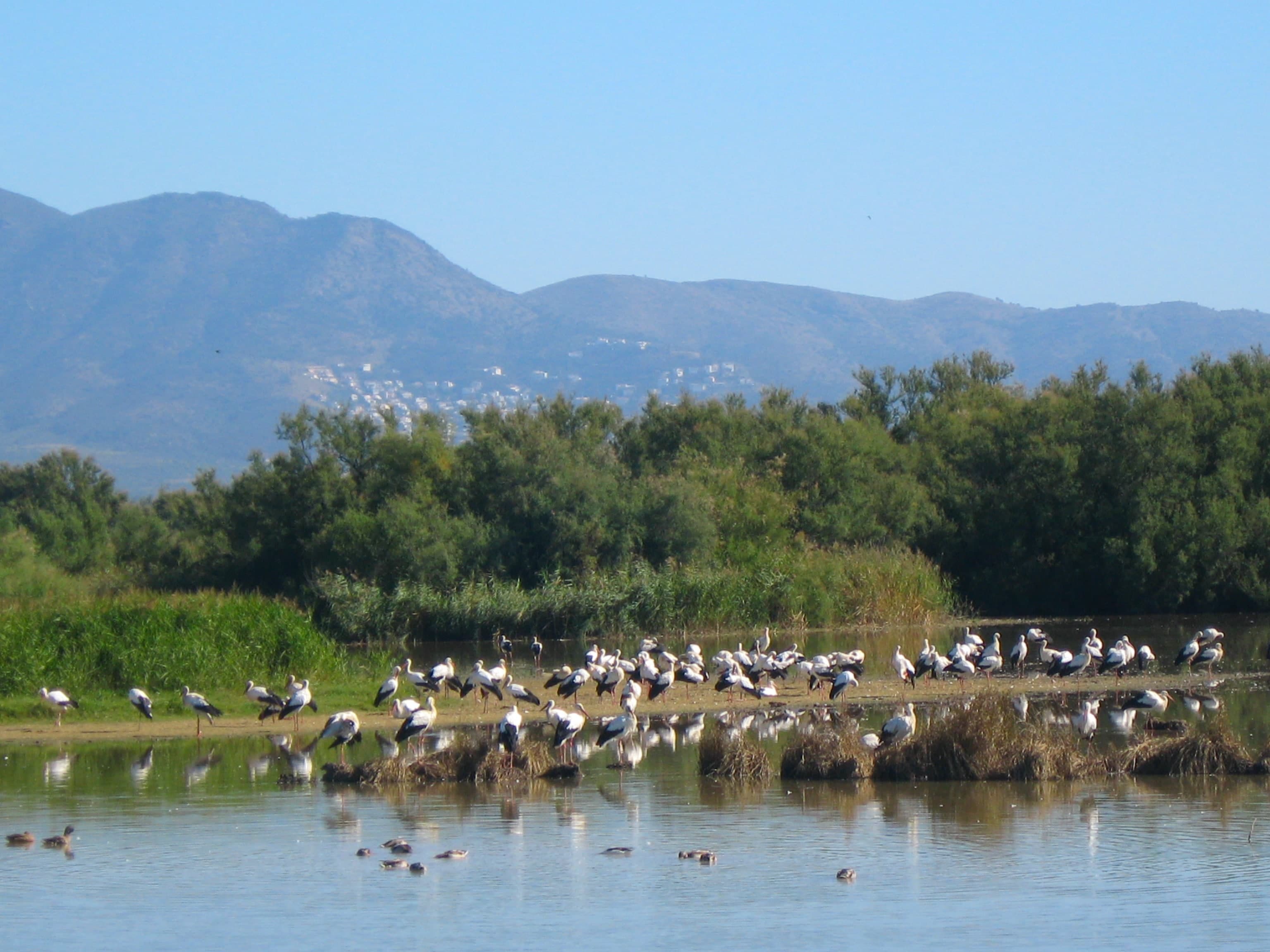 Bandada de cigüeñas blancas en los humedales del Parque Natural dels Aiguamolls de l'Empordà, con la sierra al fondo