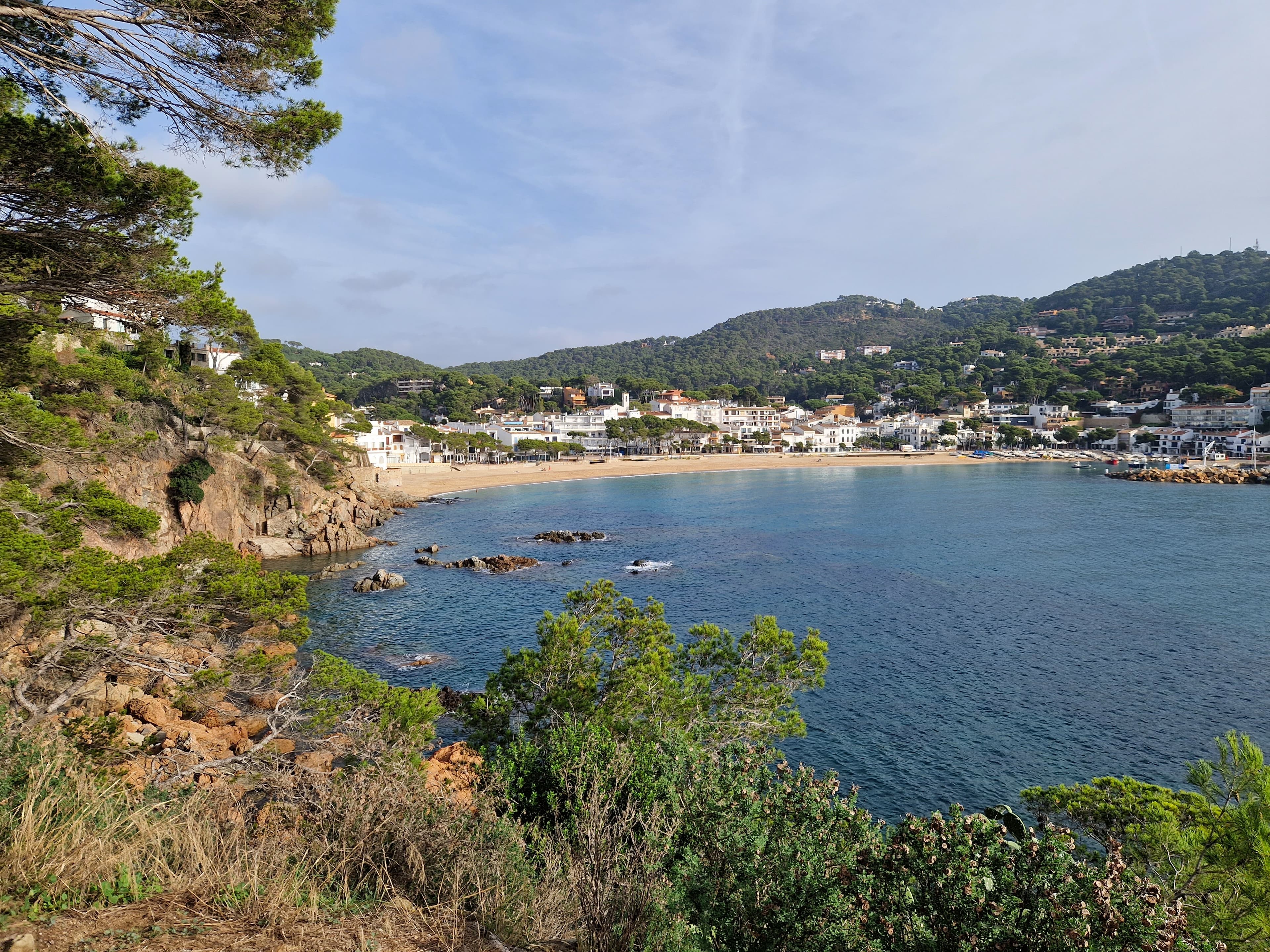 La bahía de Llafranc en forma de concha, vista entre pinos desde el camí de ronda, con la playa y el pueblo al fondo