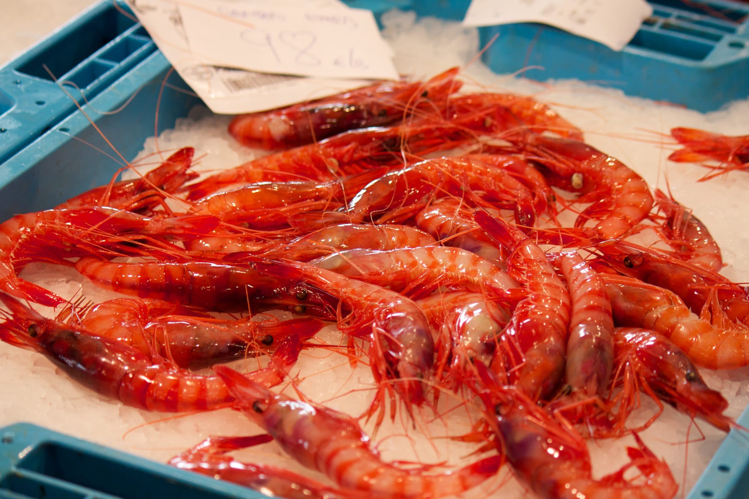 Gambas rojas de Palamós recién descargadas, sobre hielo en una caja de la lonja