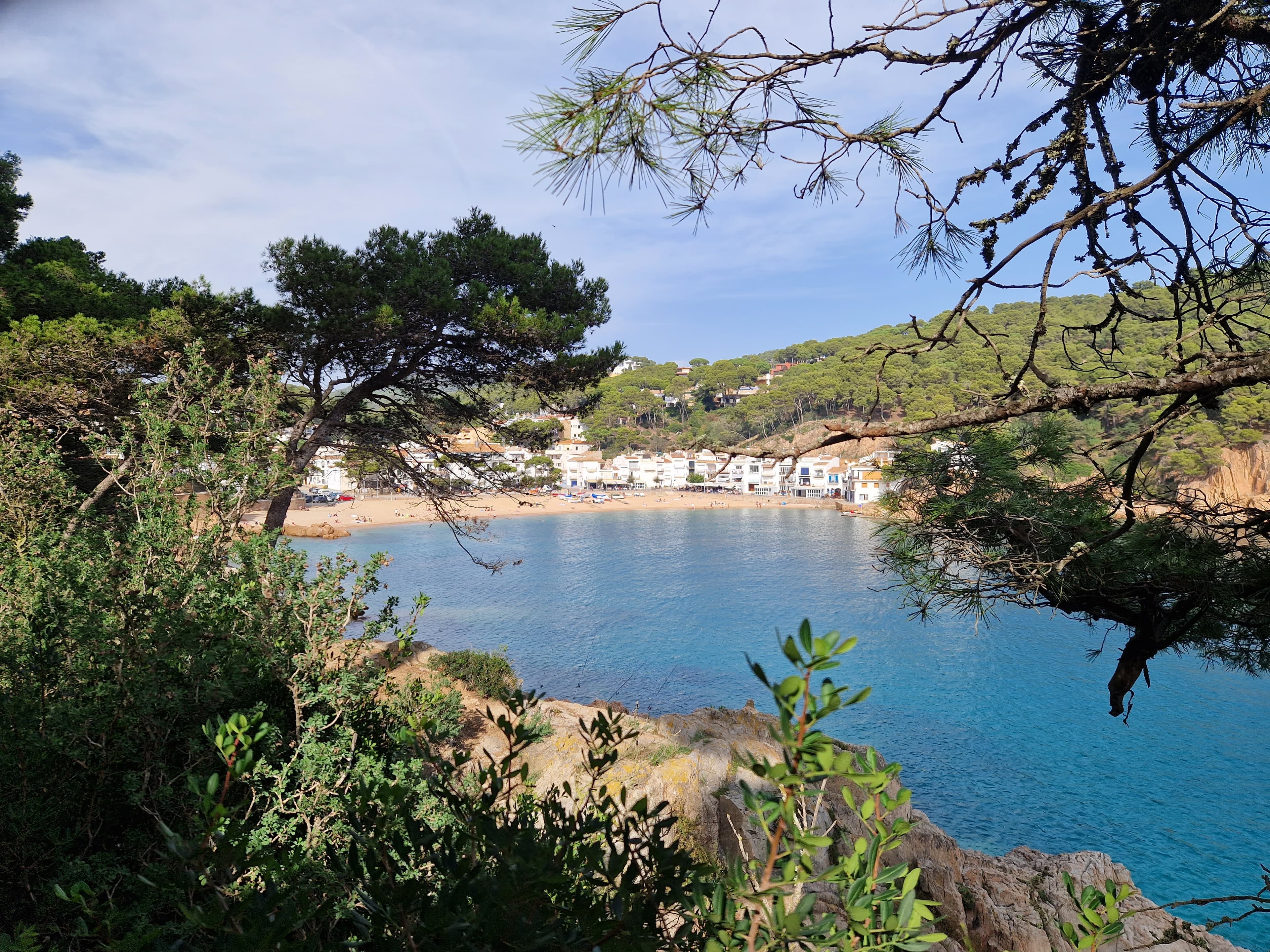 La cala de Tamariu vista desde el camí de ronda, enmarcada por las ramas de un pino sobre el agua turquesa