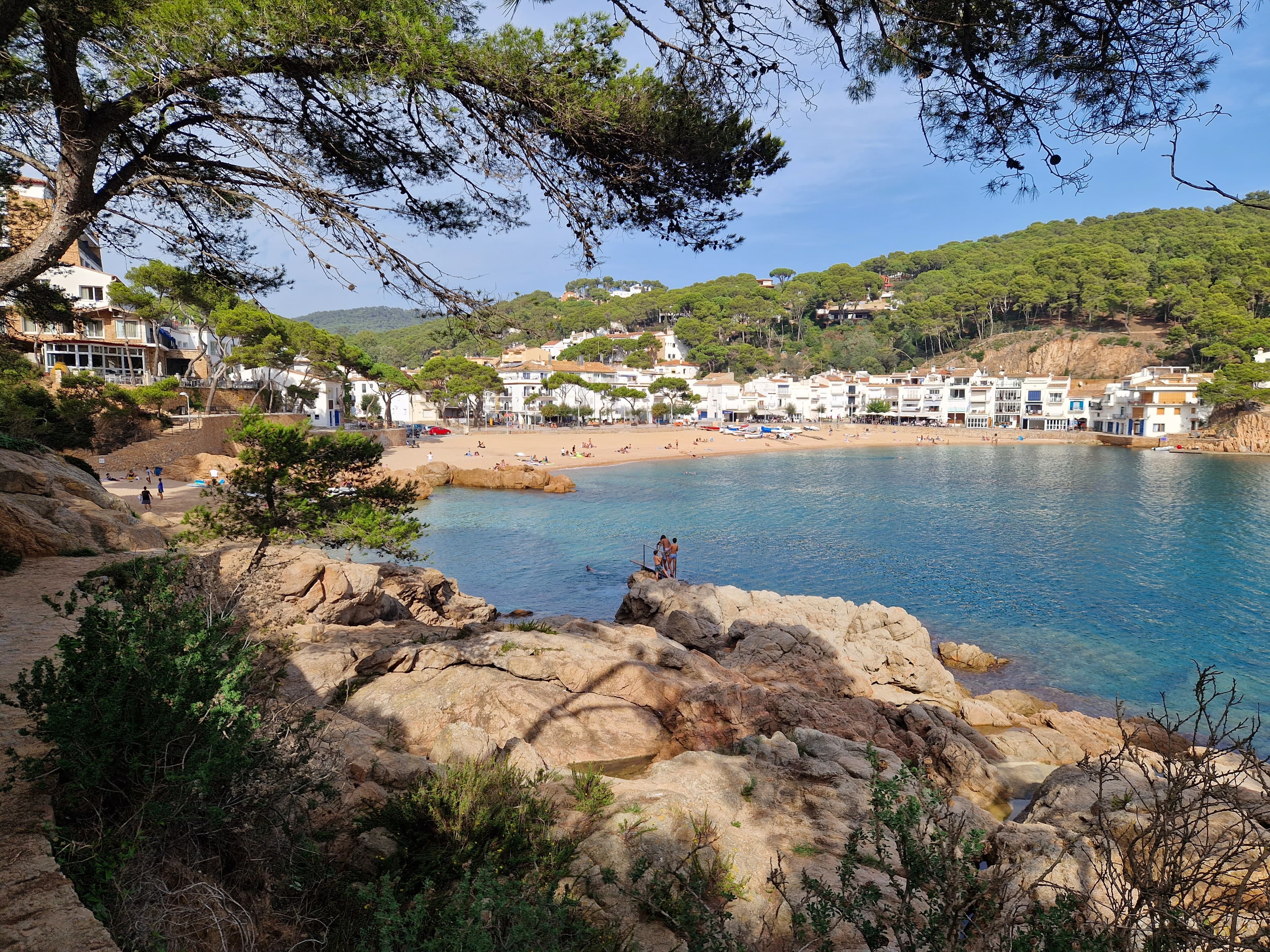 Tamariu visto desde el camí de ronda, la playa y el pueblo enmarcados por un pino