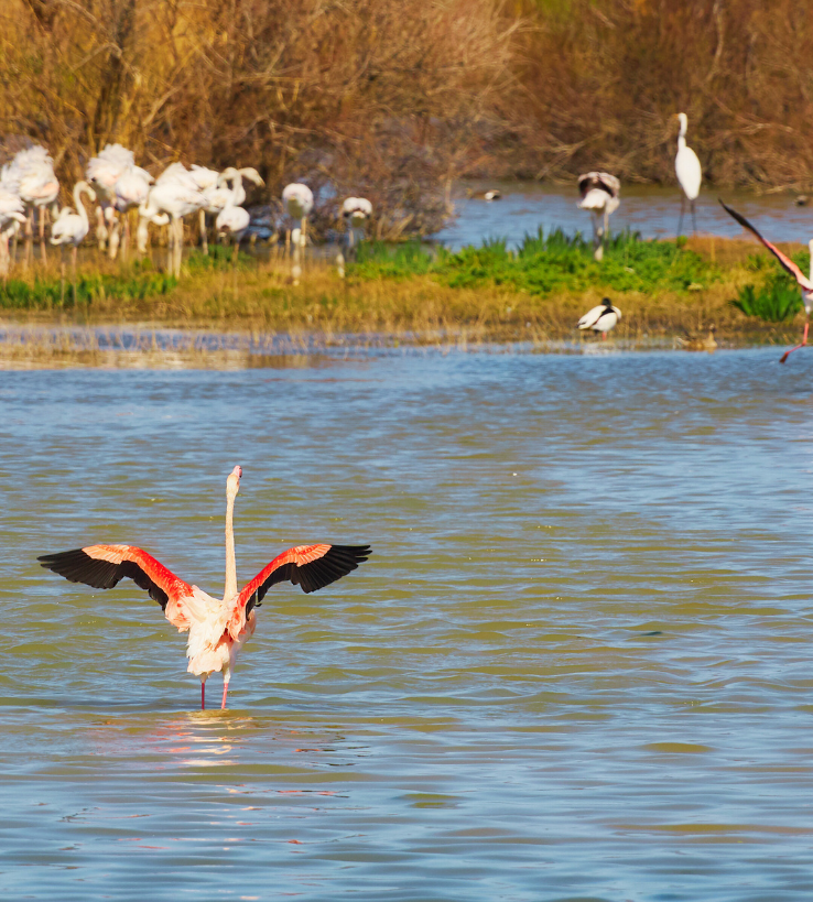 Parque Natural Aiguamolls de l'Empordà